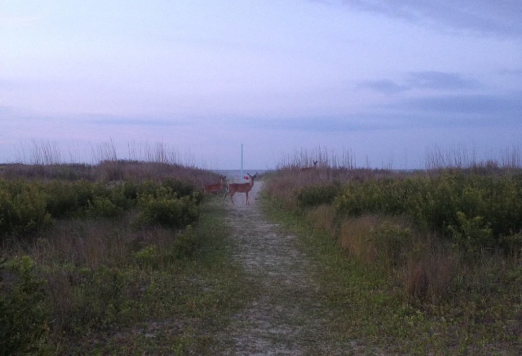 Deer at beach.2